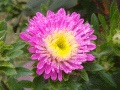 aster