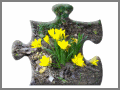 crocus jigsaw puzzle