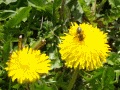 dandelion puzzle