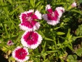 dianthus