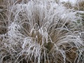 hoar frost