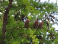 pine cone