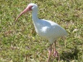 white ibis