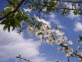 wild plum flowers